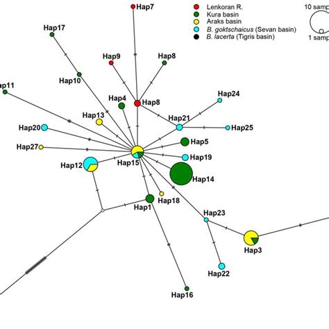 Median Joining Haplotype Network Of B Cyri Goktschaicus Constructed