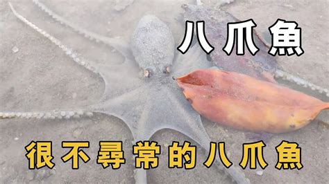 阿富趕海發現一隻不尋常的八爪魚，太罕見了，你見過這樣的嗎？【小漁趕海v】 Youtube