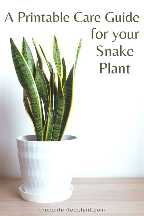 The snake plant is one of the most popular houseplants. The plant has tall attractive leaves and ...