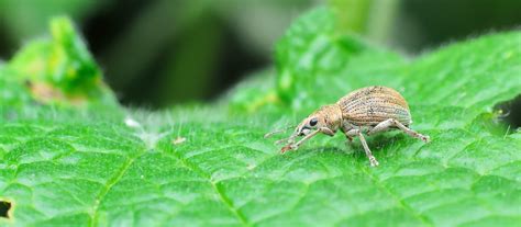 Identifying Vine Weevil: These Insects (And Their Grubs) Love Feasting ...