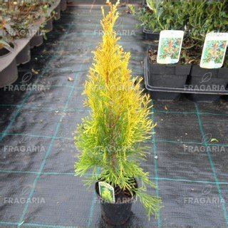 Nyugati Tuja Golden Smaragd Thuja Occidentalis 40 60 Cm Kont 3l