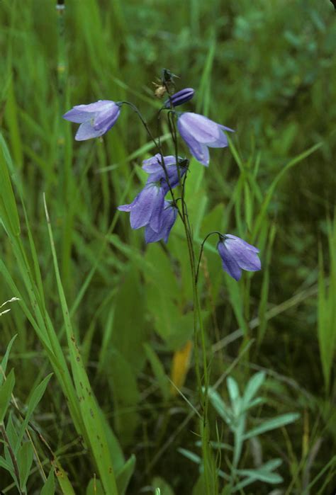 Campanula Rotundifolia Campanulaceae Image At Phytoimages Siu Edu