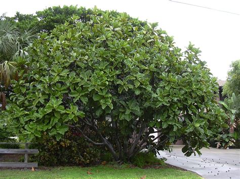 Ficus lyrata - Wikipedia