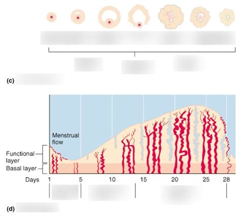 BI 233 LAB Ex 43 Ovarian And Uterine Cycle Diagram Quizlet