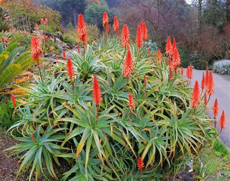 Aloe Arborescens Torch Aloe