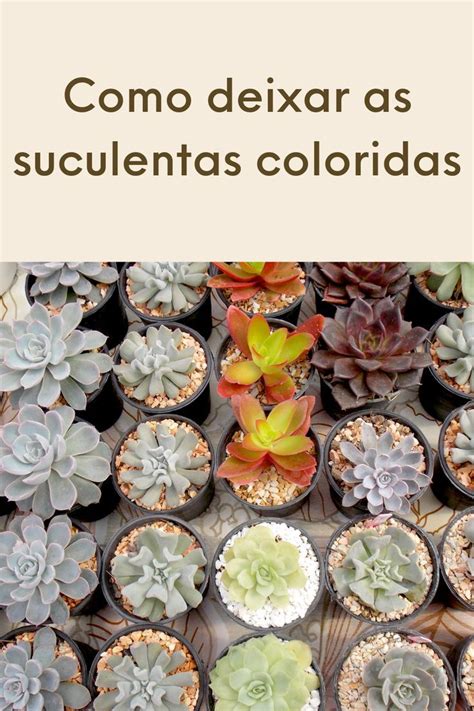 Aprenda Como Ter Suculentas Coloridas Em Casa Mesmo Que Voc Seja Uma