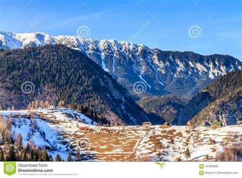 Winter Mountain Landscape In Romania Snowy Piatra Craiului Mountains