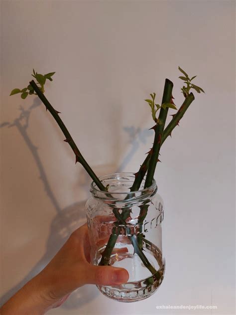 Grow A Rose Garden From Cuttings In Water – Exhale And Enjoy Life