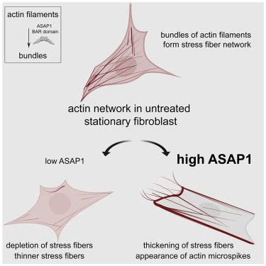 The ArfGAP ASAP1 Controls Actin Stress Fiber Organization Via Its N BAR