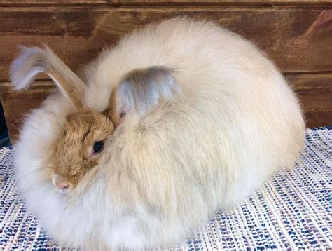 Grooming Long Haired Rabbits