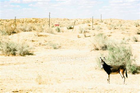 Uzbekistan Nurota Tumani Camelsafari In The Kizilkum Desert — One