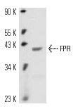 Scbt Santa Cruz Biotechnology