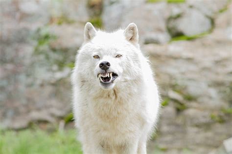 Snarling Wolf Stock Photos, Pictures & Royalty-Free Images - iStock