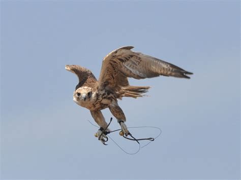 The Online Zoo - Saker Falcon