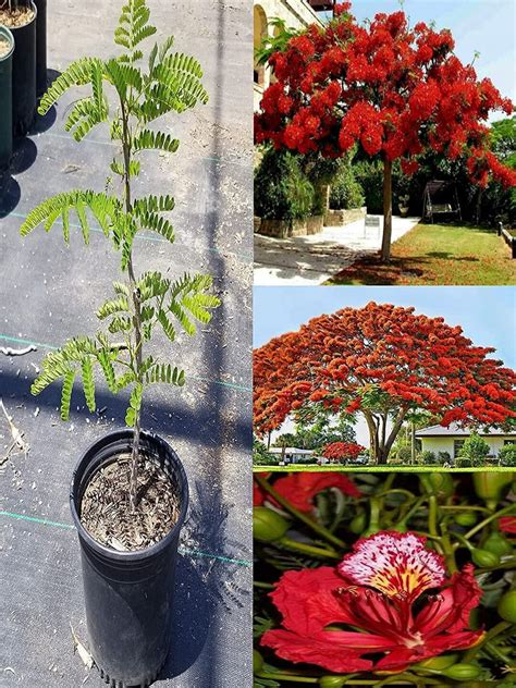 Cây Phượng Vĩ Flamboyant Tree Delonix Regia 1 Feet Tall Ship In 6 Pot