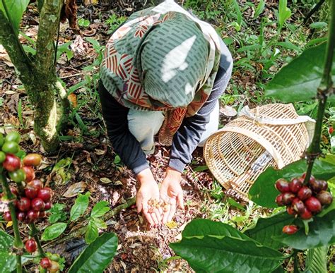 Desa Kopi Tangguh Iklim Adalah Aksi Nyata Desa Wujudkan Ekonomi Hijau