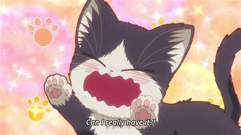 Anime Tuxedo Cat - Ultimateslap Wallpaper