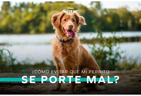 ¿cómo Mejorar La Convivencia Entre Perros Y Gatos Sense Cl