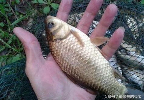 冬季釣魚魚口輕，應該如何提高上釣率？20年釣魚人教你 每日頭條