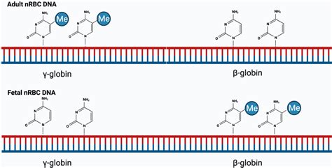 An Example Of Differentially Methylated Regions DMRs Between Adult