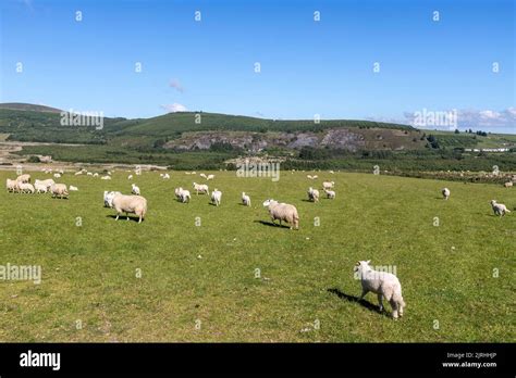 Sheep in a green landscape in Rosebush, Clynderwen, Wales, UK Stock Photo - Alamy