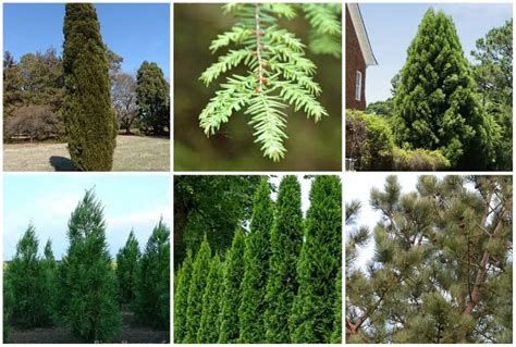 6 Evergreen Trees To Grow In Idaho For Green All Year