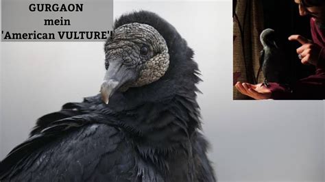 Gurgaon Mein Mila American Black Vulture Shocking Intl Wildlife