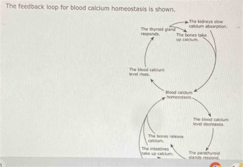 Solved The Feedback Loop For Blood Calcium Homeostasis Is Shown The