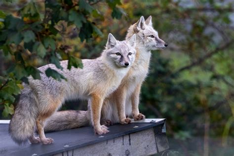 Corsac Foxes Hamerton 20 10 20 Zoochat