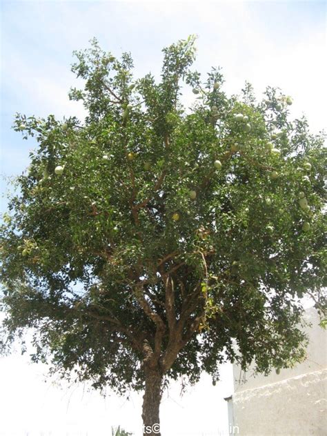 Bilva Tree | Aegle Marmelos | Rutaceae | Trees of India | Holy Trees of India