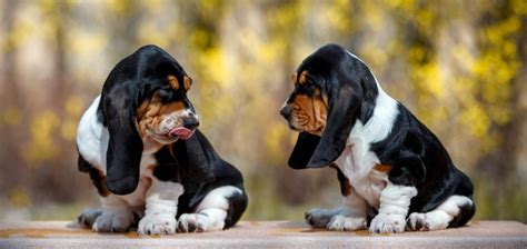 Basset Hound Puppy Pictures And Facts