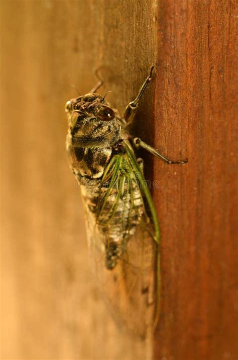 Cicada Insects Produce Very Loud Sounds Stock Photo - Image of ...