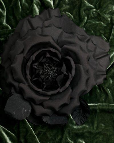 Flowers ♥' - Black Photo (15466114) - Fanpop