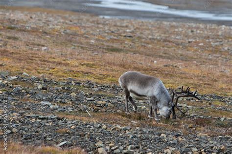 Svalbard reindeer (Rangifer tarandus platyrhynchus) eating grass and ...