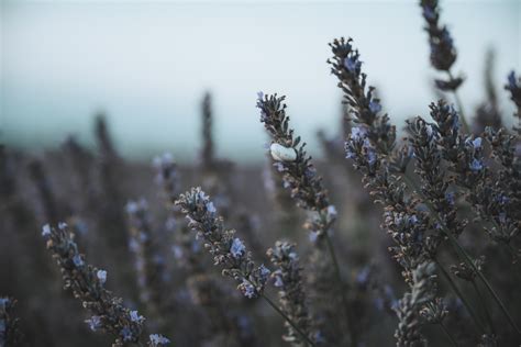 Lavendel überwintern Tipps zu Beet und Topfkultur GartenFlora