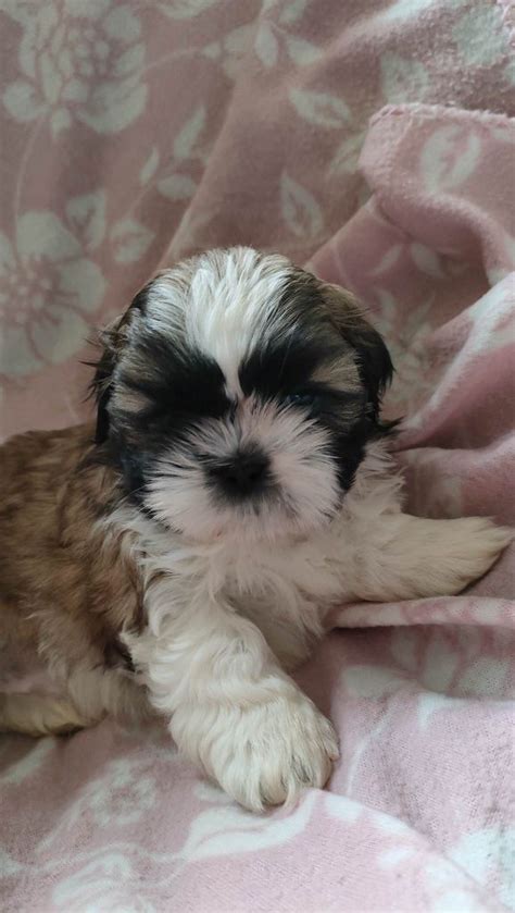 Szczeniak Shih Tzu Niwiska Olx Pl