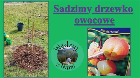 Jak I Kiedy Sadzi Drzewka Owocowe Sadzenie Drzewek Na Wiosn I Jesie