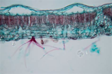 Leaf Cross Section Under Microscope