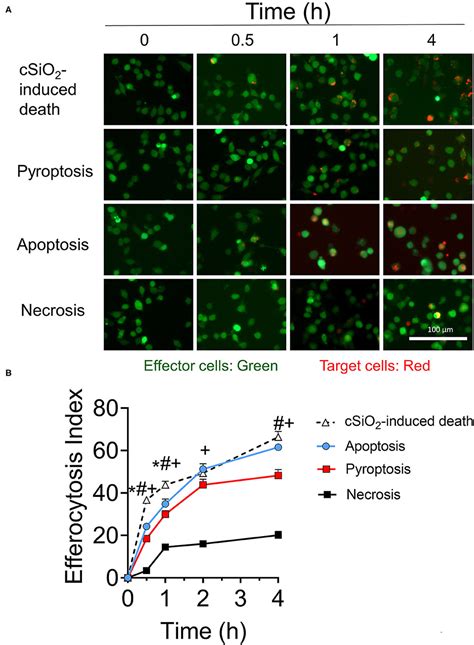 Frontiers Omega Docosahexaenoic Acid Dha Impedes Silica Induced