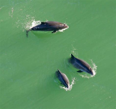 Mystery As Harbor Porpoises Found 60 Miles Upstream In San Francisco