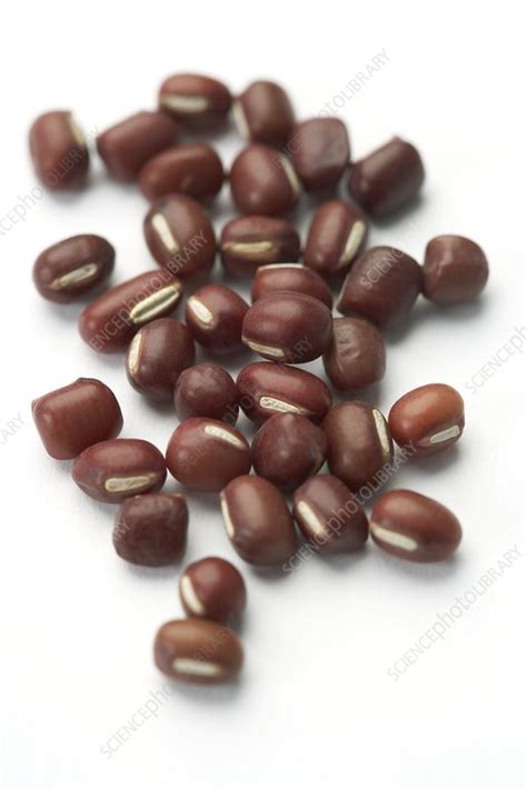 Aduki Beans Stock Image C0012247 Science Photo Library