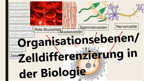 Organisationsebenen In Der Biologie Zelldifferenzierung Youtube