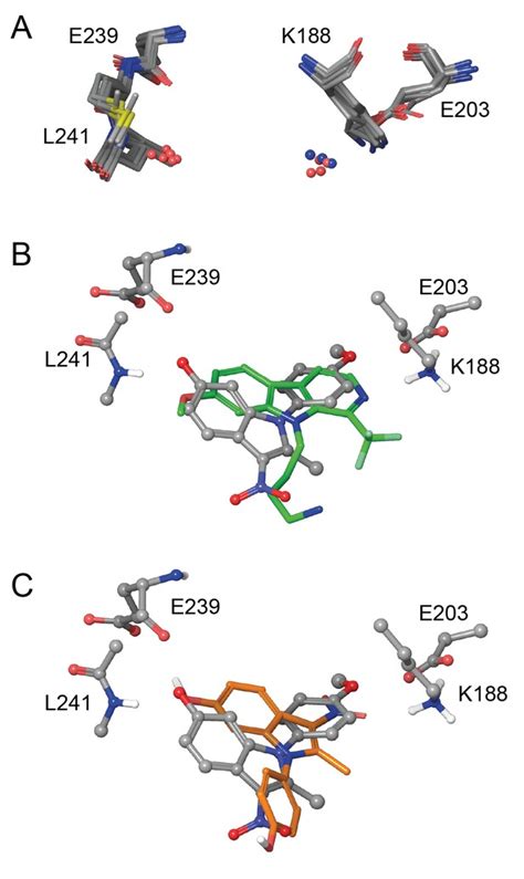 Inhibition of DYRK1A disrupts neural lineage specificationin human ... 