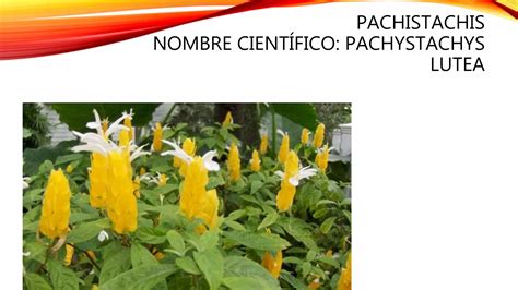 Plantas Del Ecuador Ppt