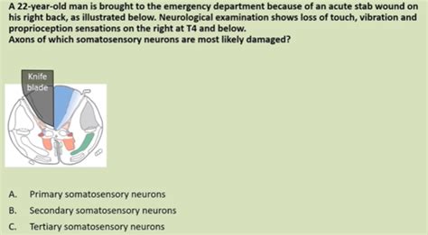 Nb Lecture Touch Vibration And Proprioception Flashcards Quizlet