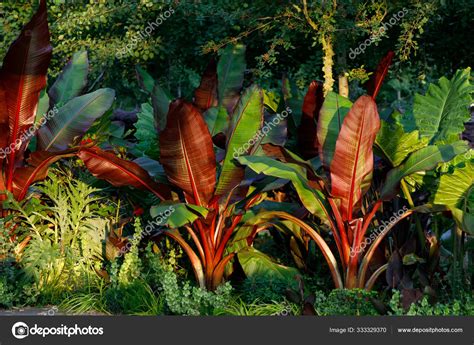 Red Abyssinian Banana Ensete Ventricosum Maurelii Planted In Pub Stock