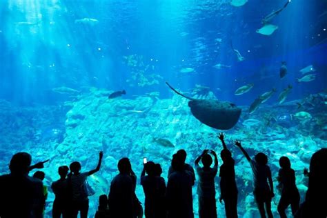 Aquashow à Audierne Aquarium du Finistère