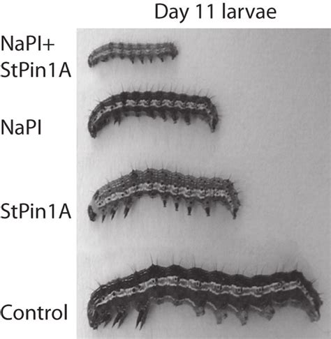 Helicoverpa Armigera Larvae Grown On Cotton Leaf Based Diets Containing Download Scientific