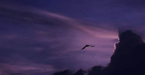 Silhouette Of Bird on the Sky · Free Stock Photo