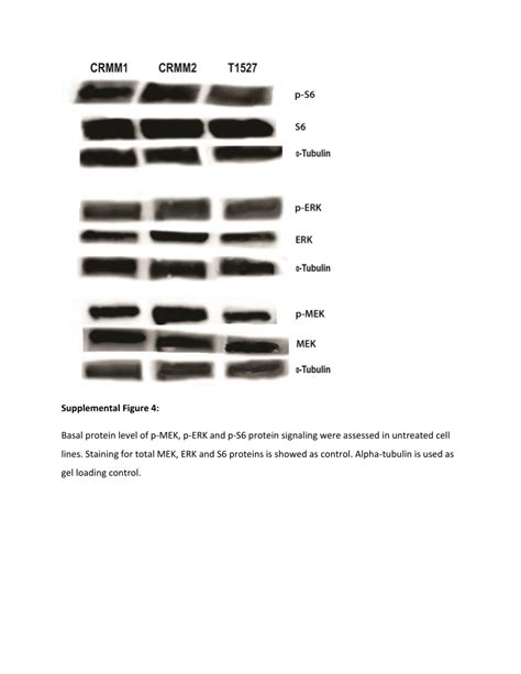 Pdf Conjunctival Melanoma Targeted Therapy Mapk And Pi3kmtor Pathways Inhibition